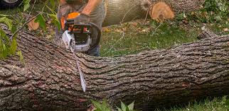 Best Tree Removal  in Hawthorne, NV