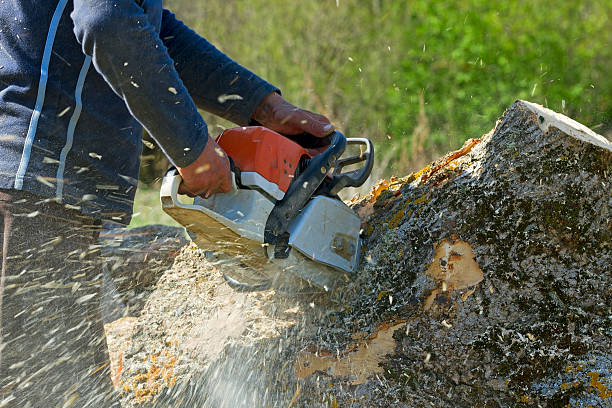 Seasonal Cleanup (Spring/Fall) in Hawthorne, NV