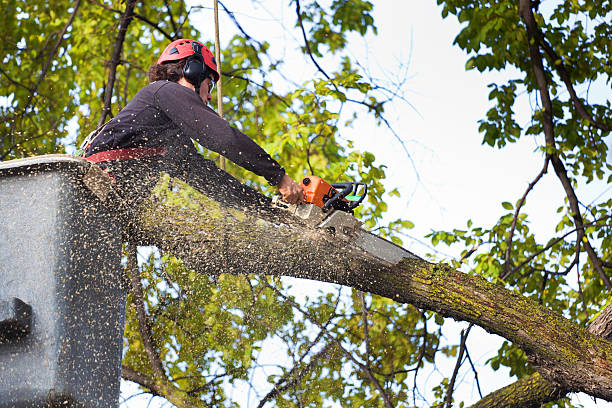 Best Arborist Consultation Services  in Hawthorne, NV